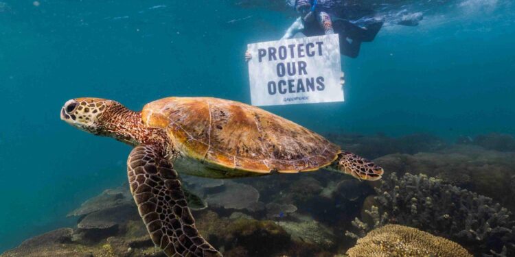 Protected seas help kelp forests bounce back from heatwaves – ScienceDaily