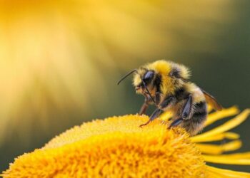 Scientists found the missing nutrients bees need — Colonies grew 15-fold – ScienceDaily