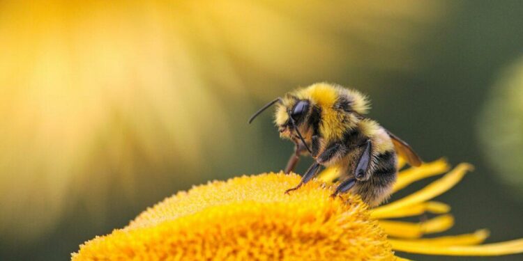 Scientists found the missing nutrients bees need — Colonies grew 15-fold – ScienceDaily
