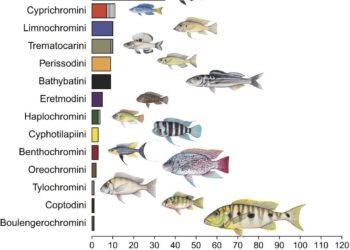 Lake Tanganyika cichlids partition habitat by time – Nature
