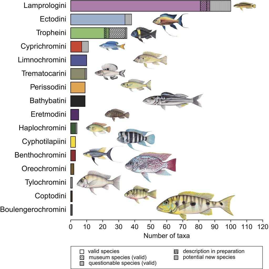 Lake Tanganyika cichlids partition habitat by time – Nature