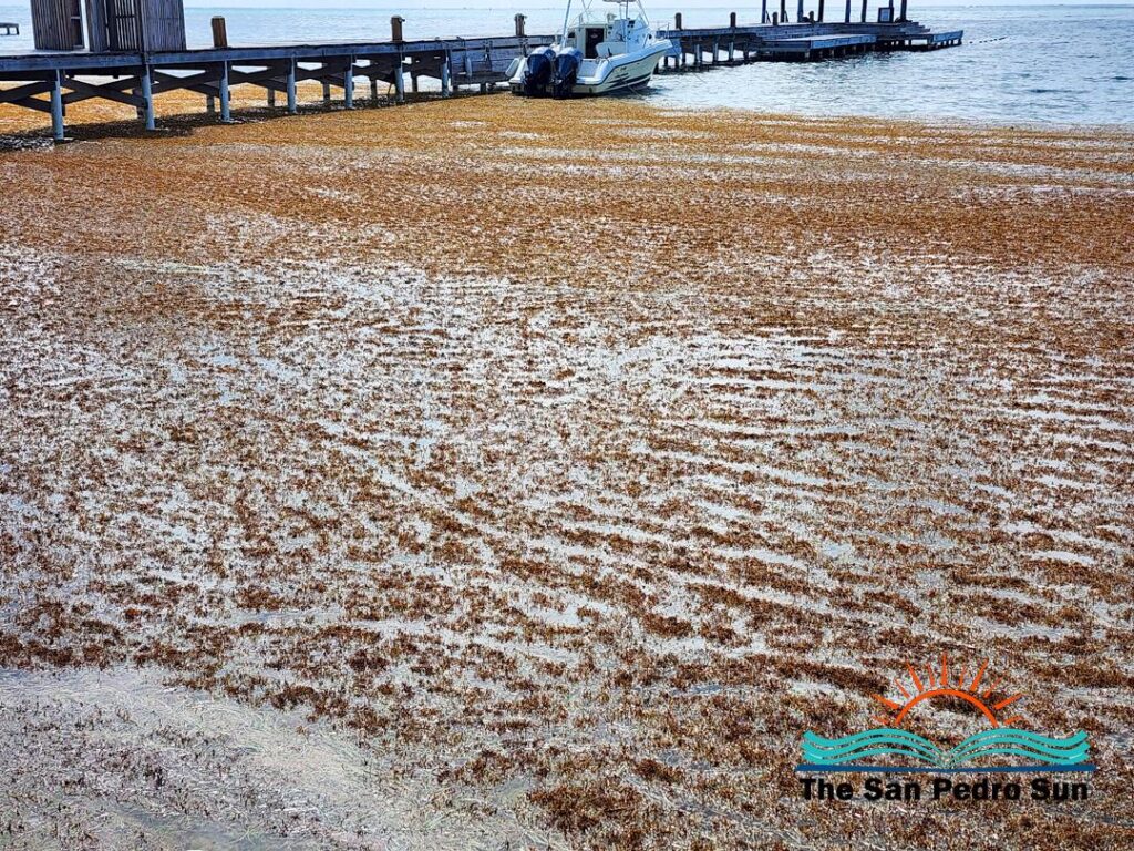 FAU tells ‘story’ of Atlantic’s sargassum surge using 40 years of data – EurekAlert!