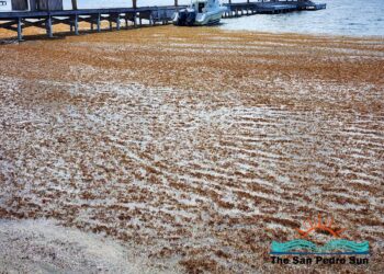 FAU tells ‘story’ of Atlantic’s sargassum surge using 40 years of data – EurekAlert!