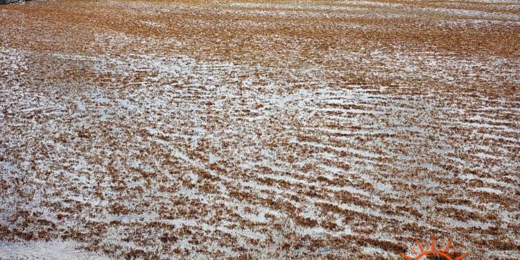 FAU tells ‘story’ of Atlantic’s sargassum surge using 40 years of data – EurekAlert!
