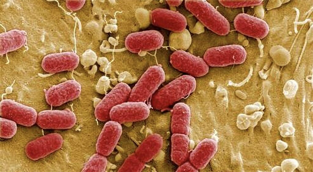 Fecal bacteria at Roosevelt Bridge prompts health advisory in Martin County – Treasure Coast News
