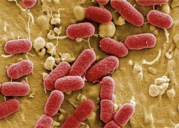 Fecal bacteria at Roosevelt Bridge prompts health advisory in Martin County – Treasure Coast News