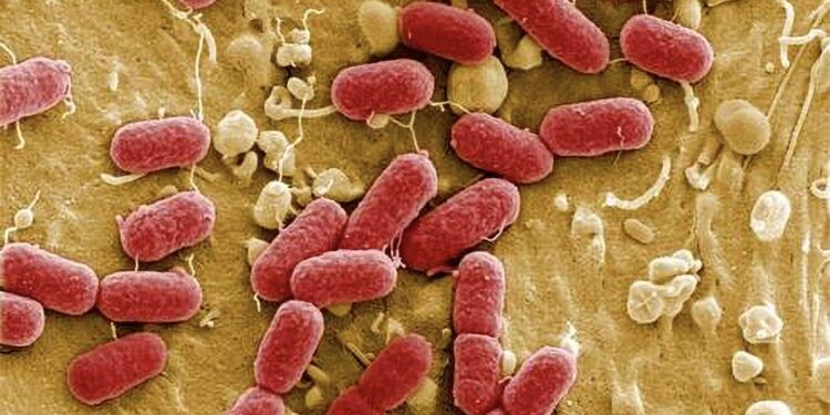 Fecal bacteria at Roosevelt Bridge prompts health advisory in Martin County – Treasure Coast News