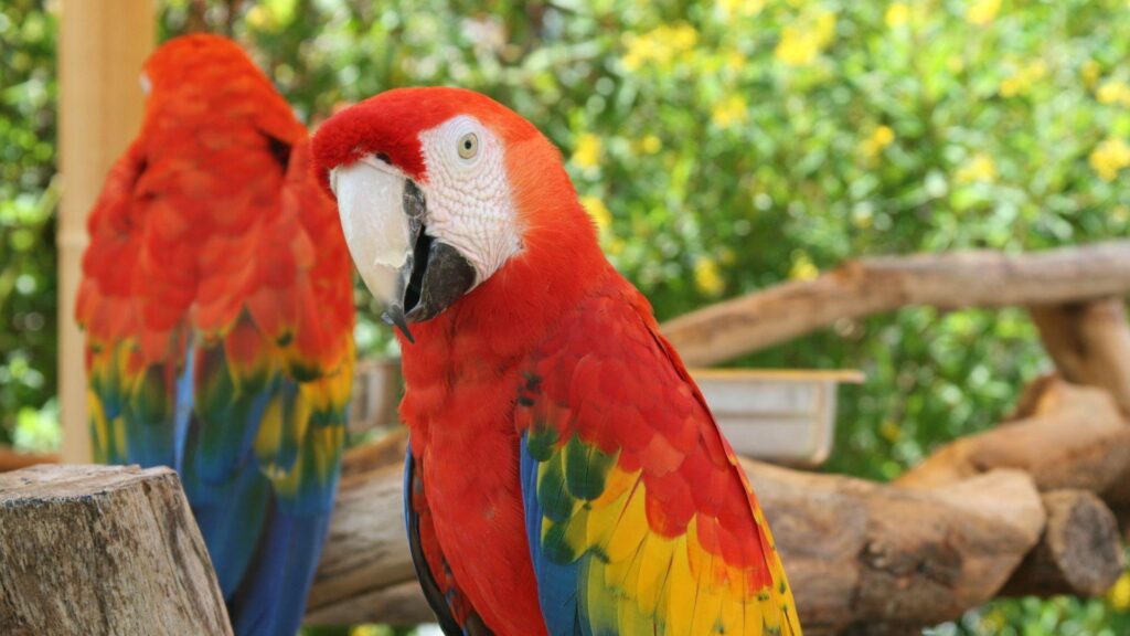 Large reductions in tropical bird abundance attributable to heat extreme intensification – Nature