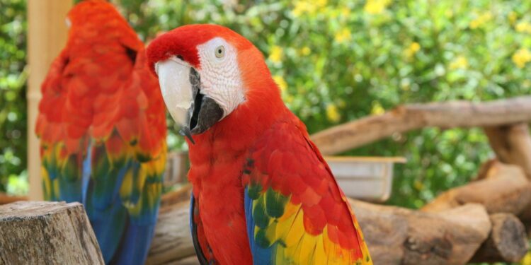 Large reductions in tropical bird abundance attributable to heat extreme intensification – Nature