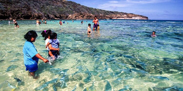 When the crowds left, reefs came alive at Hanauma Bay – EurekAlert!
