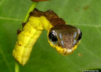 Potential caterpillar mimicry in a tropical hummingbird – Falk – 2025 – Ecology – ESA Journals
