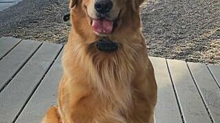 Gene Associated With Deadly Heart Disease in Golden Retrievers Identified – Technology Networks