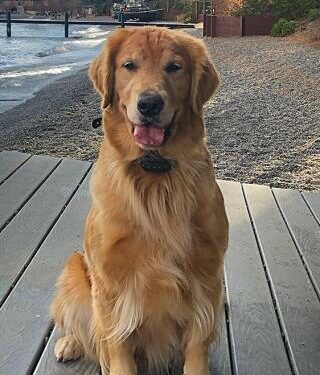 Gene Associated With Deadly Heart Disease in Golden Retrievers Identified – Technology Networks