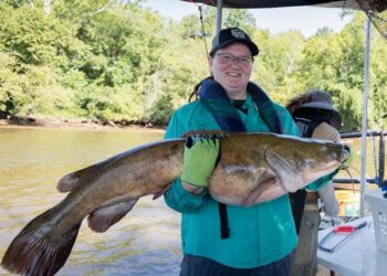 Invasive flathead catfish now top predators in Susquehanna River in Pennsylvania – Phys.org