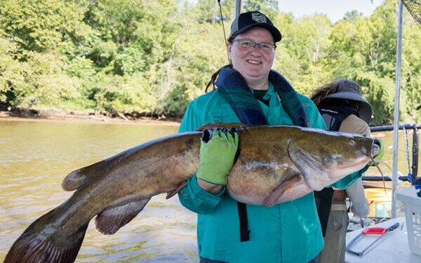 Invasive flathead catfish now top predators in Susquehanna River in Pennsylvania – Phys.org