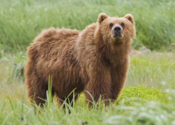 Bears inform fans of plans to leave Soldier Field, finalize stadium in Arlington Heights for Super Bowl bid – CBS Sports