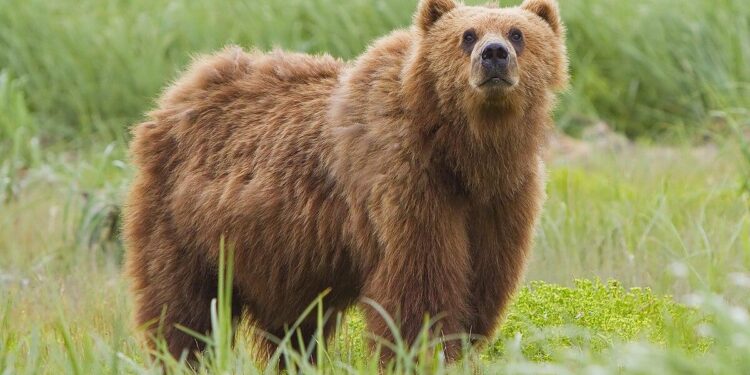 Bears inform fans of plans to leave Soldier Field, finalize stadium in Arlington Heights for Super Bowl bid – CBS Sports