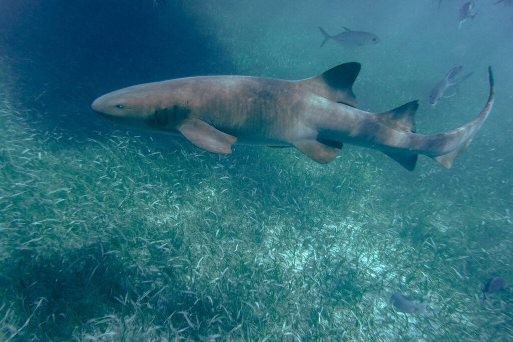 Reproductive flexibility in sharks and rays complicates conservation predictions – Phys.org