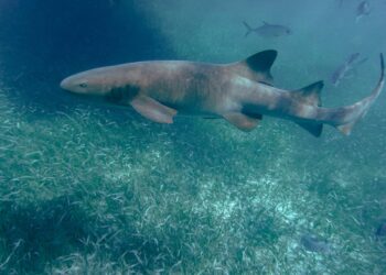 Reproductive flexibility in sharks and rays complicates conservation predictions – Phys.org