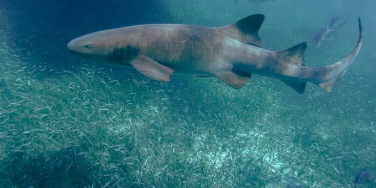 Reproductive flexibility in sharks and rays complicates conservation predictions – Phys.org