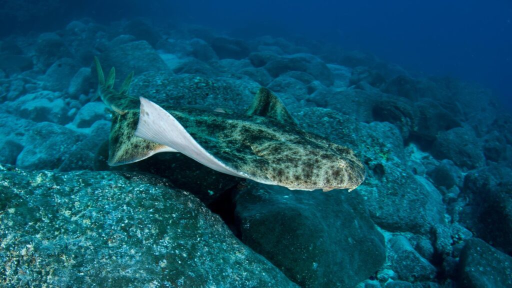 Report reveals critically endangered sharks being sold in grocery stores – The Weekly Journal