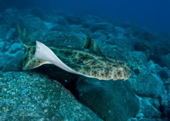 Report reveals critically endangered sharks being sold in grocery stores – The Weekly Journal