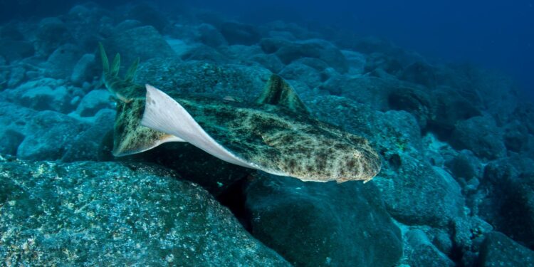 Report reveals critically endangered sharks being sold in grocery stores – The Weekly Journal