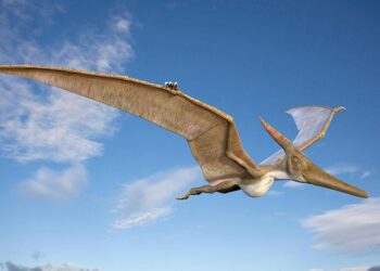 ‘Our hearts stopped’: Scientists find baby pterosaurs died in violent Jurassic storm 150 million years ago – Live Science