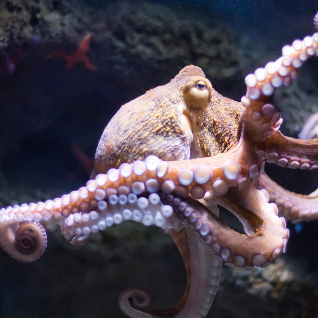 Octopuses prefer to use different arms for different tasks, scientists find – The Guardian