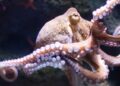 Octopuses prefer to use different arms for different tasks, scientists find – The Guardian