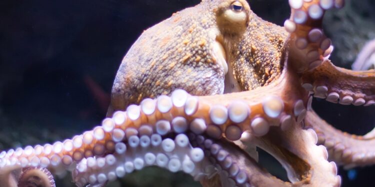 Octopuses prefer to use different arms for different tasks, scientists find – The Guardian