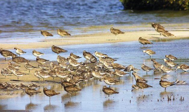 Direct mortality due to humans threatens migratory shorebirds – Nature