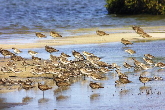 Direct mortality due to humans threatens migratory shorebirds – Nature
