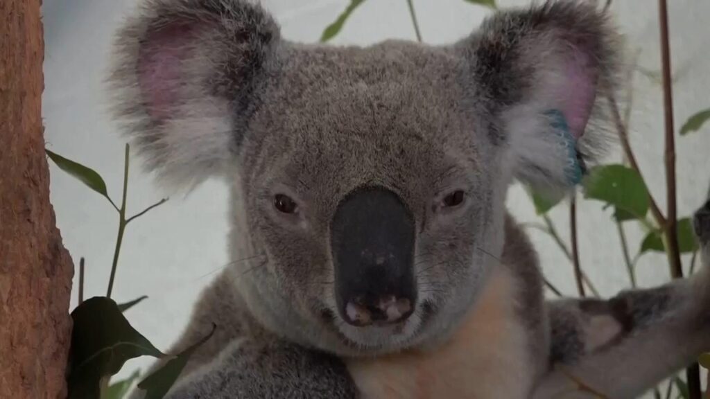 Australia approves world-first vaccine to save koalas from chlamydia – AP News