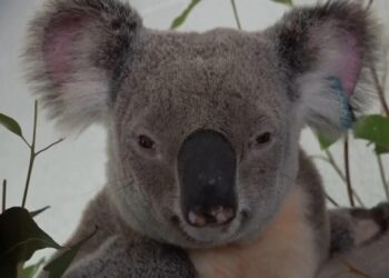 Australia approves world-first vaccine to save koalas from chlamydia – AP News
