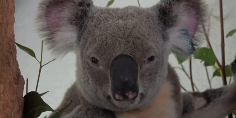 Australia approves world-first vaccine to save koalas from chlamydia – AP News