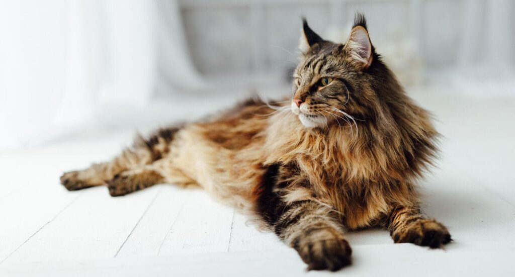 Maine Coon Cat’s Sweet Love Story With Tiny Sphynx Kitty Is Touching Hearts – yahoo.com