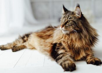 Maine Coon Cat’s Sweet Love Story With Tiny Sphynx Kitty Is Touching Hearts – yahoo.com