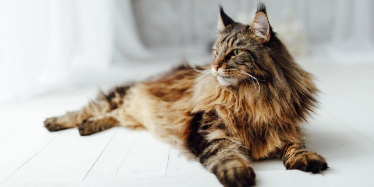 Maine Coon Cat’s Sweet Love Story With Tiny Sphynx Kitty Is Touching Hearts – yahoo.com