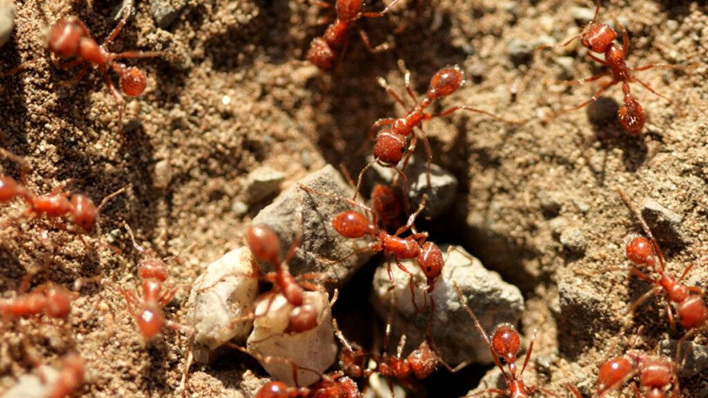 Fiji’s Ants Are Struggling. Scientists Say They’re Part of the Broader ‘Insect Apocalypse’ – Smithsonian Magazine