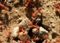 Fiji’s Ants Are Struggling. Scientists Say They’re Part of the Broader ‘Insect Apocalypse’ – Smithsonian Magazine