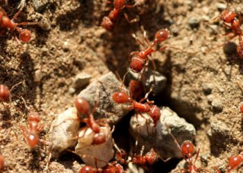 Fiji’s Ants Are Struggling. Scientists Say They’re Part of the Broader ‘Insect Apocalypse’ – Smithsonian Magazine