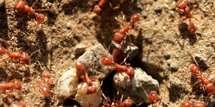Fiji’s Ants Are Struggling. Scientists Say They’re Part of the Broader ‘Insect Apocalypse’ – Smithsonian Magazine