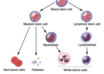 Scientists reverse stroke damage with stem cells – ScienceDaily