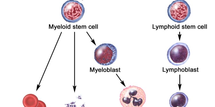 Scientists reverse stroke damage with stem cells – ScienceDaily