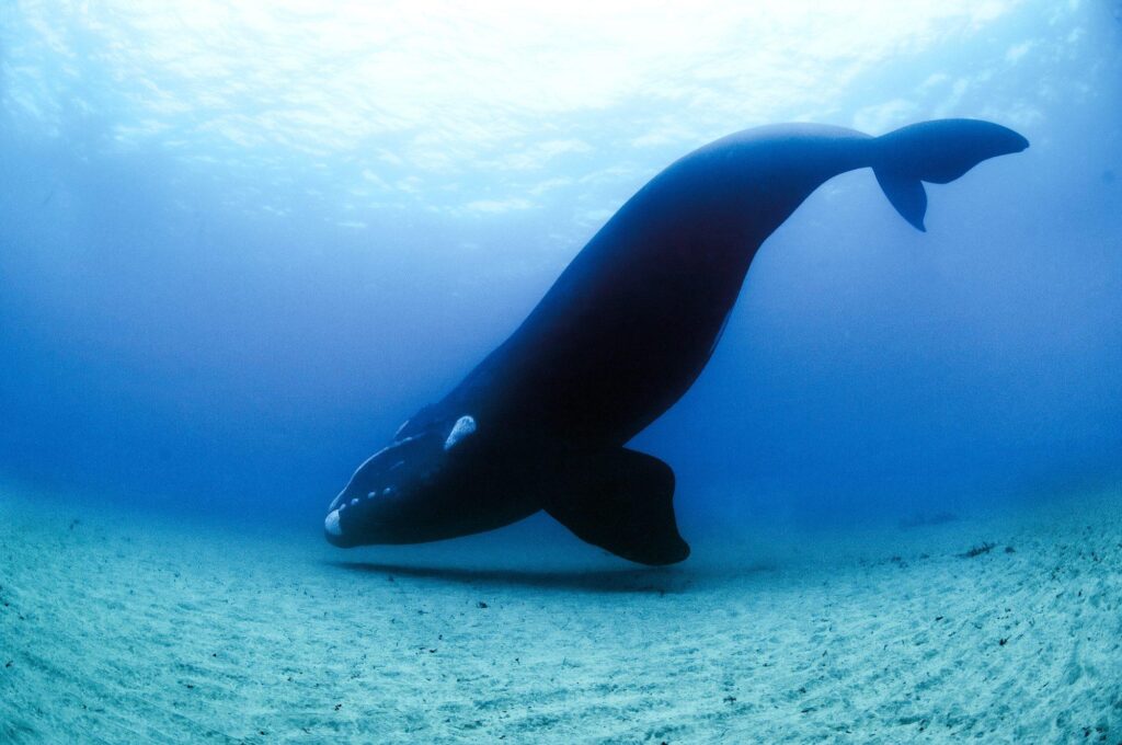 New approach improves right whale distribution models – EurekAlert!