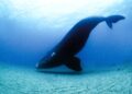 New approach improves right whale distribution models – EurekAlert!