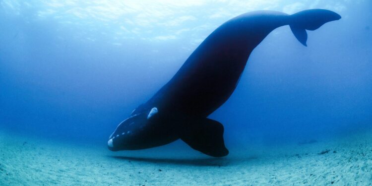 New approach improves right whale distribution models – EurekAlert!