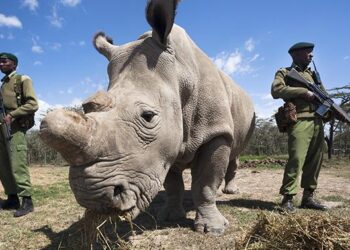 World Rhino Day 2025: Progress, Challenges, and the Road Ahead – Save the Rhino International