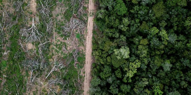 Tropical biodiversity loss from land-use change is severely underestimated by local-scale assessments – Nature